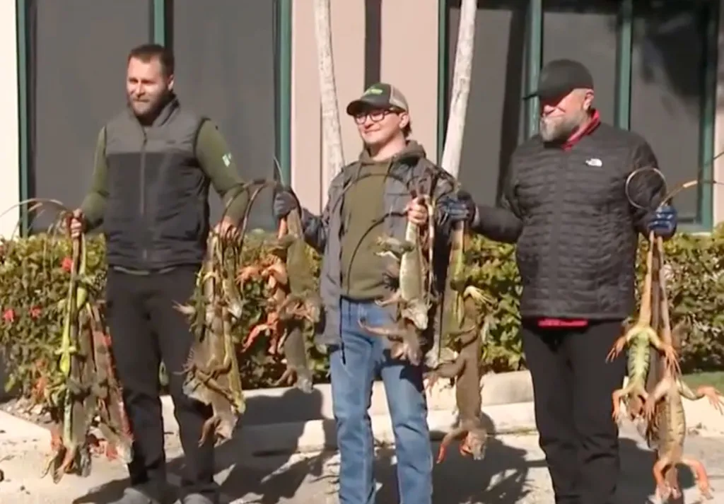 Three men hold several iguanas by their tails.